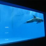 hoë kwaliteit Groot akriel akwarium / swembad venster onderwater dik vensterglas