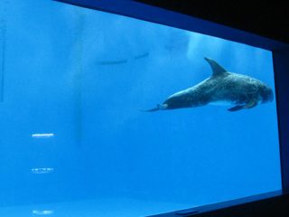 hoë kwaliteit Groot akriel akwarium / swembad venster onderwater dik vensterglas
