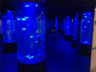 akriel jellievis akwarium tenk glas